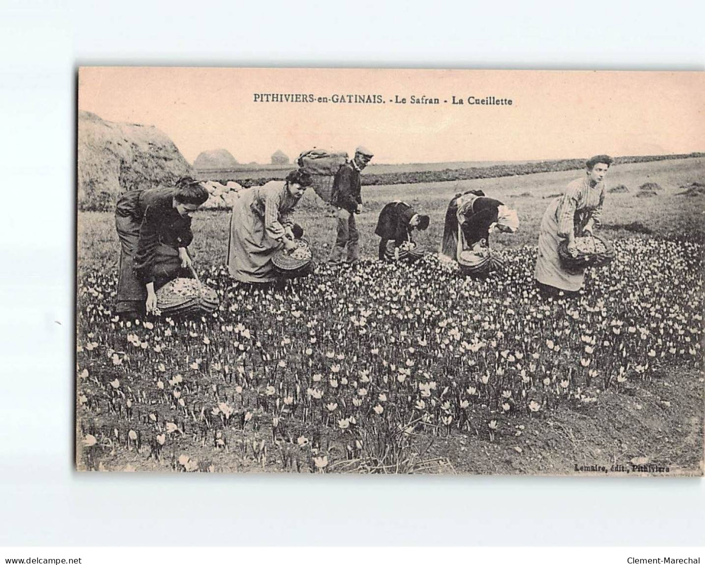 PITHIVIERS EN GATINAIS : Le Safran La Cueillette - Très Bon état - Pithiviers