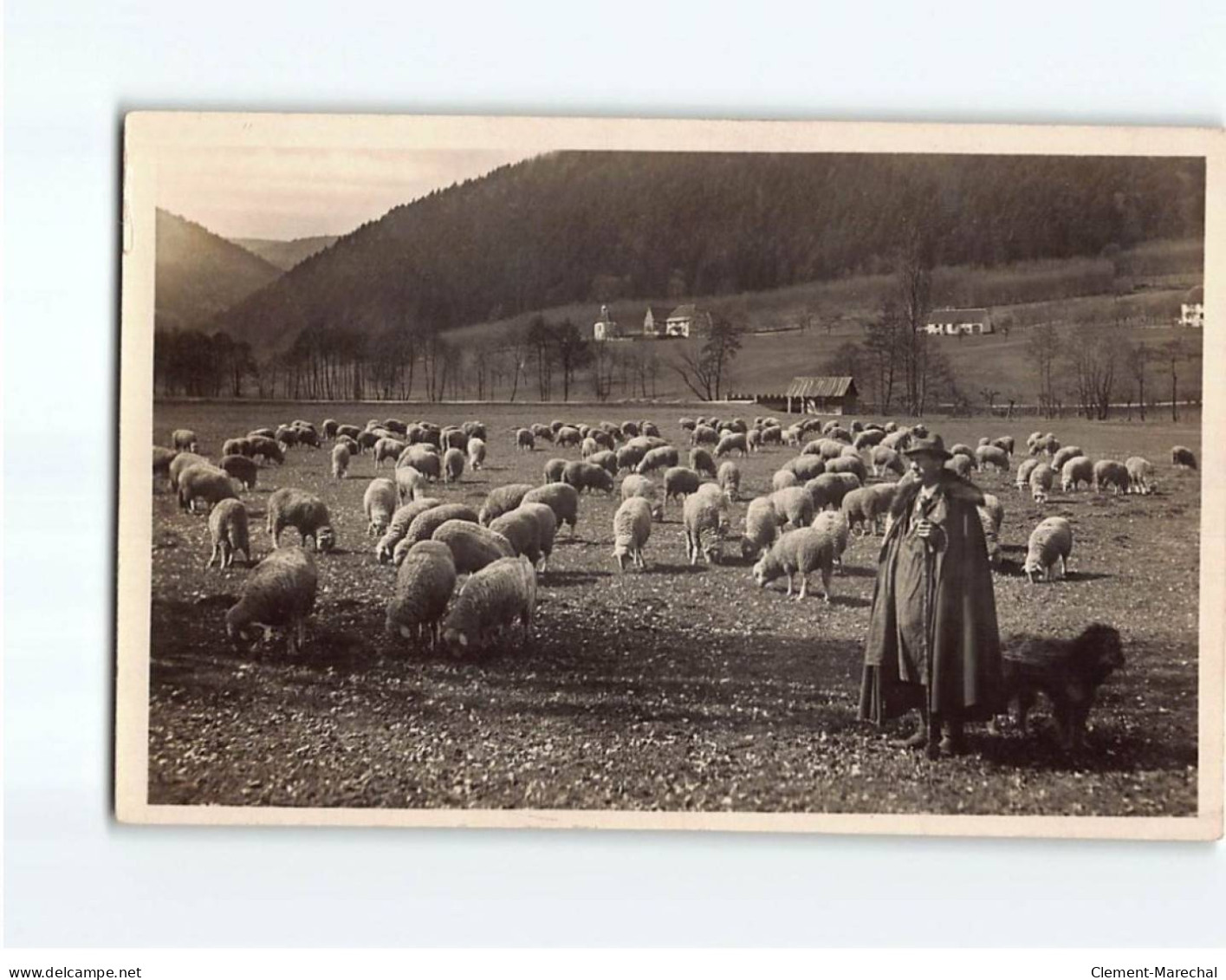 Pâturage De Moutons Près Mollkirch - Très Bon état - Other & Unclassified