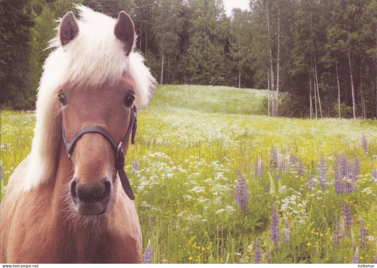 Horse - Cheval - Paard - Pferd - Cavallo - Cavalo - Caballo - Häst - Normako Oy - Finland - Cavalli