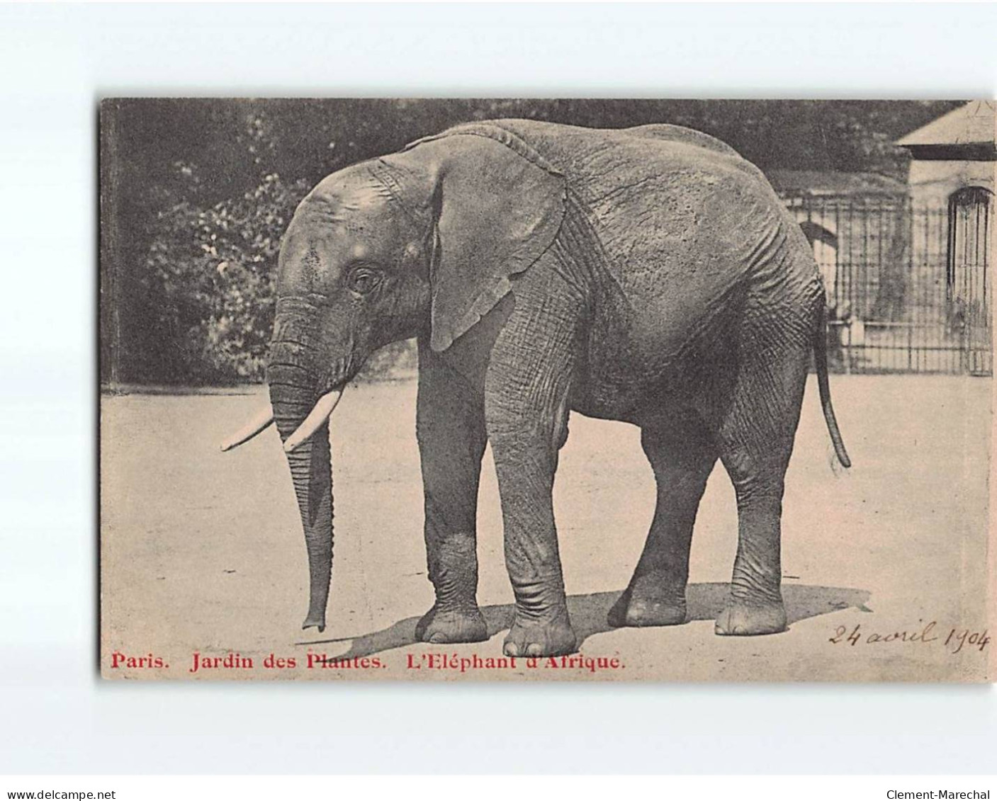 PARIS : Jardin Des Plantes, L'éléphant D'Afrique - Très Bon état - Parken, Tuinen