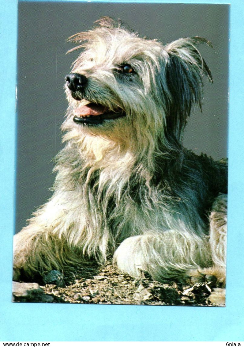 21596     CHIEN  LABRIT Des Pyrénées Gardien De Troupeaux    (2 Scans) - Dogs