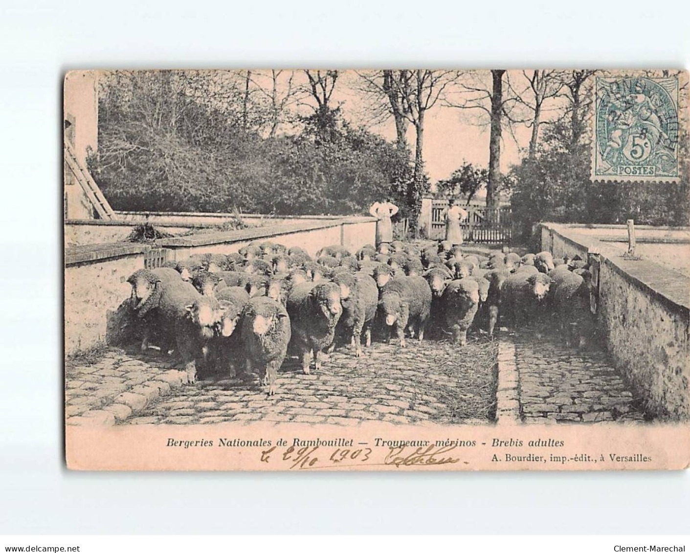 RAMBOUILLET : Bergeries Nationales, Troupeaux Mérinos, Brebis Adultes - état - Rambouillet