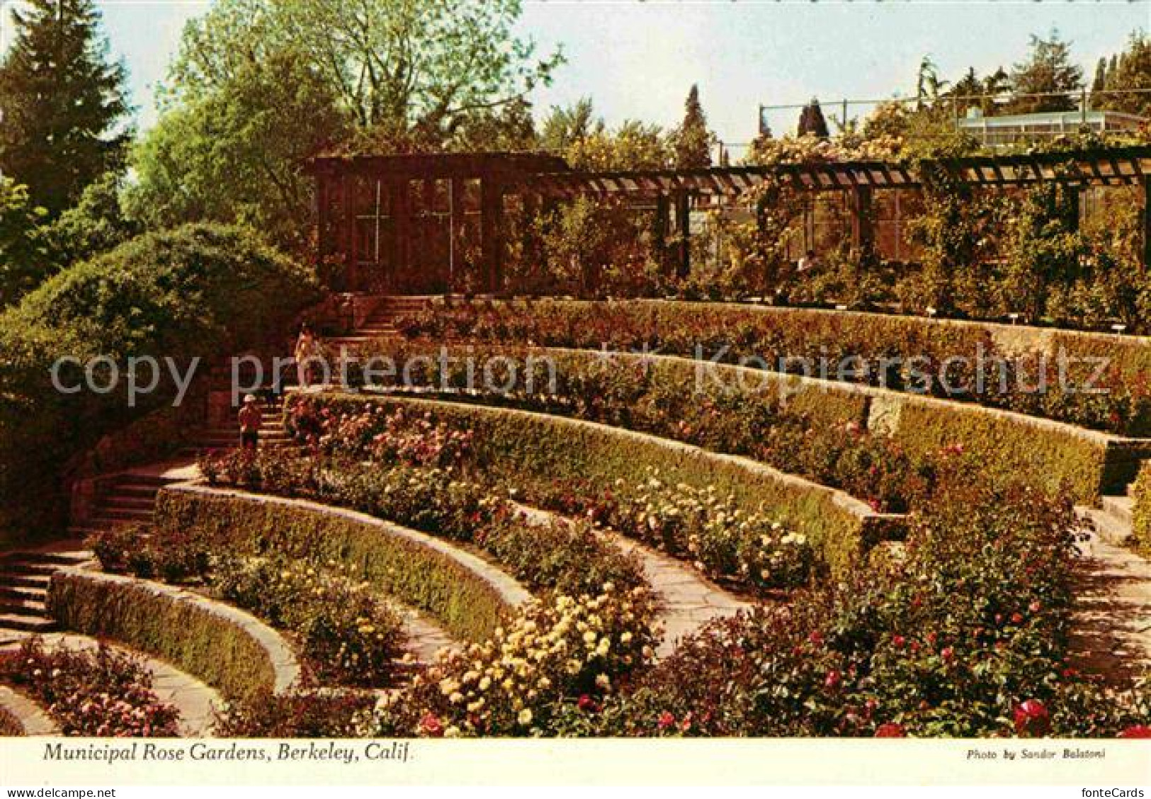 72665925 Berkeley_California Municipal Rose Gardens - Autres & Non Classés