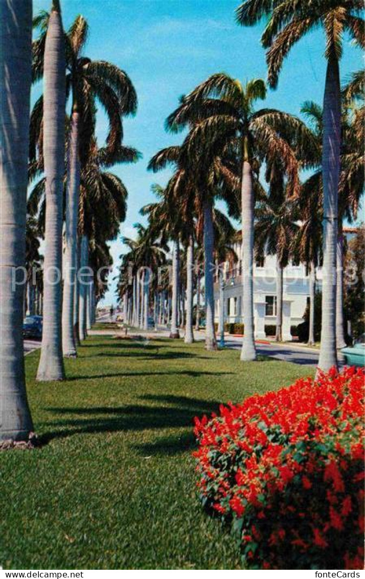 72662910 Florida_US-State Avenue Of Magnificient Royal Palms - Other & Unclassified