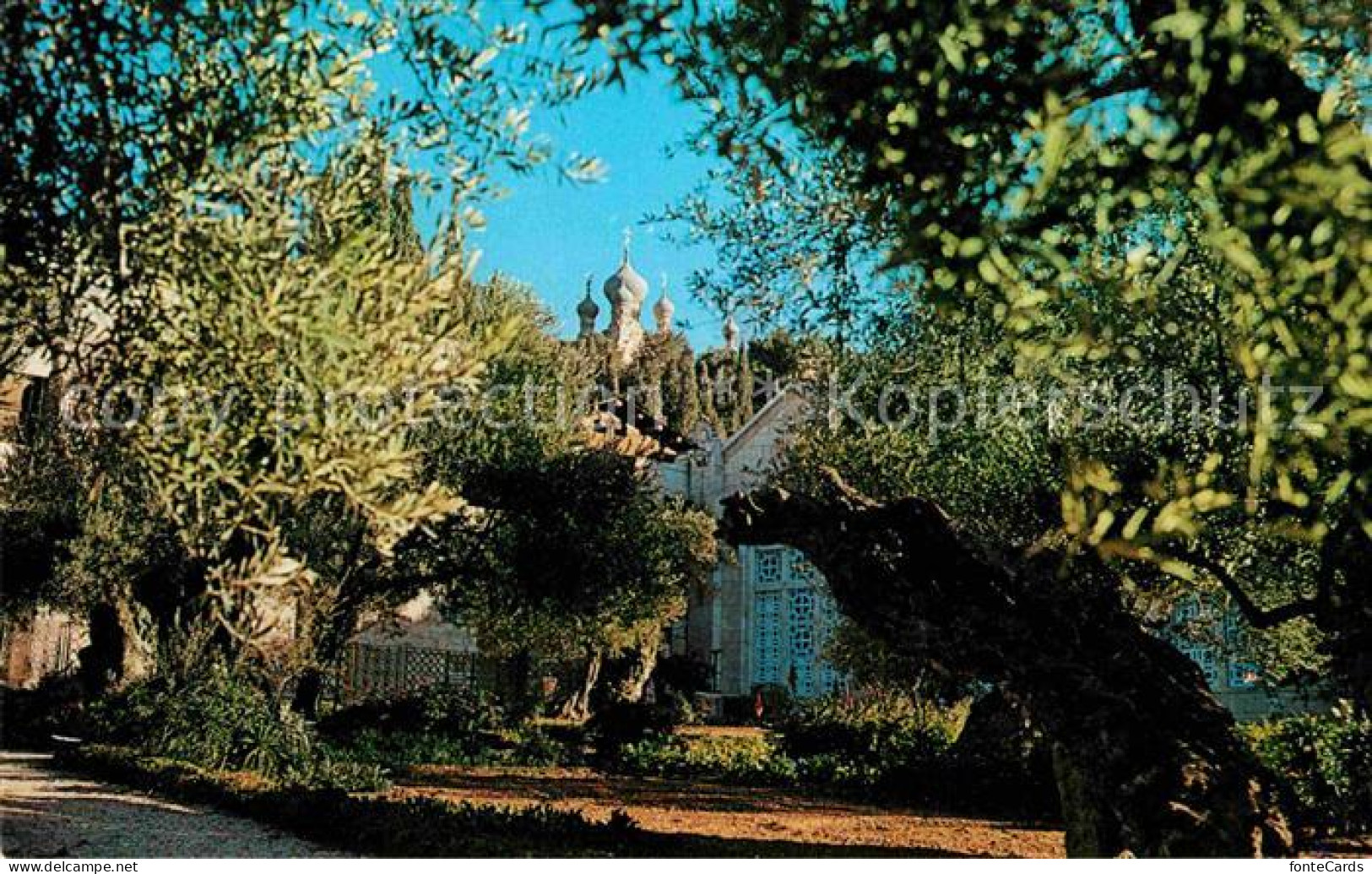 72660469 Jerusalem Yerushalayim Garden Of Gethsemane Israel - Israel