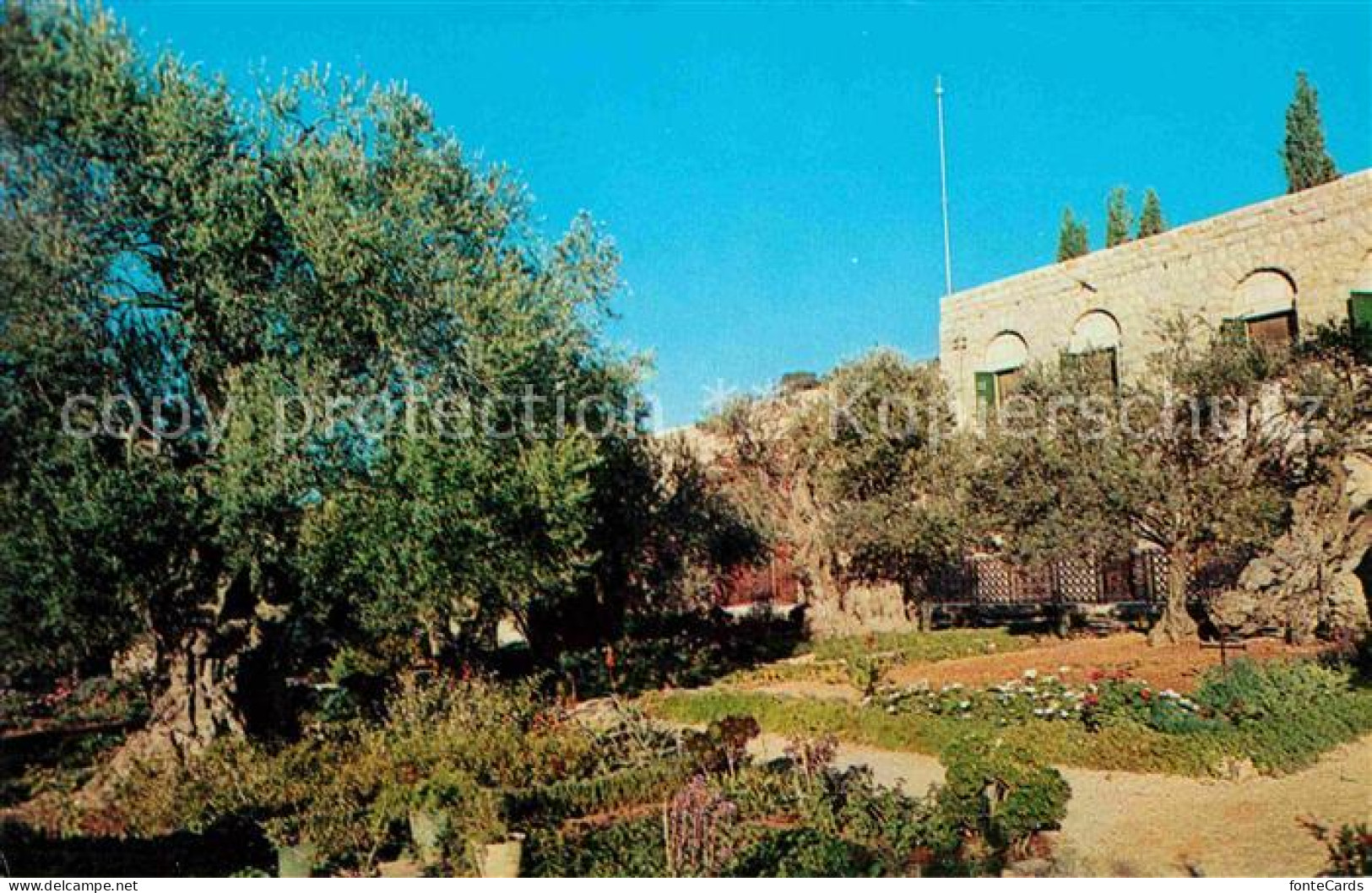 72660465 Jerusalem Yerushalayim Garden Of Gethsemane Israel - Israel