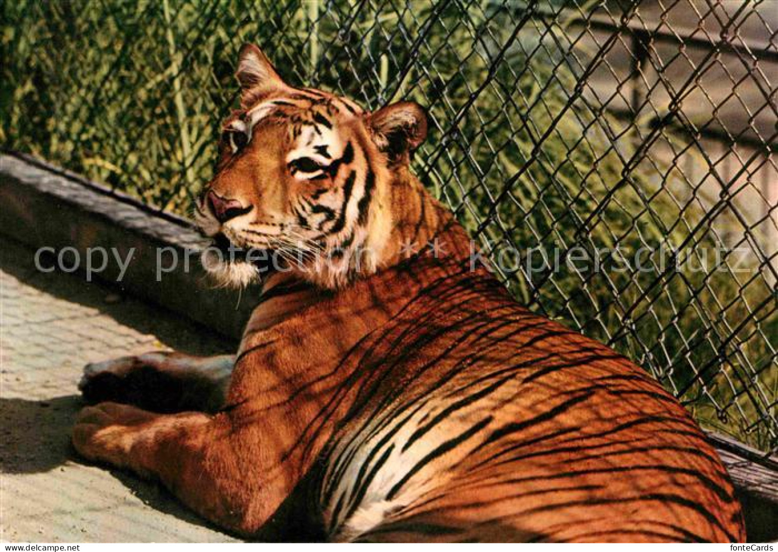 72659498 Tiger Bengaltiger Zoo Basel  - Andere & Zonder Classificatie