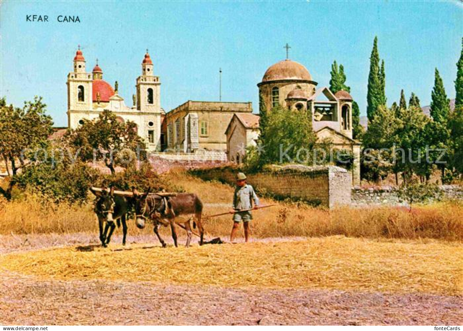 72640858 Kfar Kana Maultier Pflug Kirche Kfar Kana - Israel