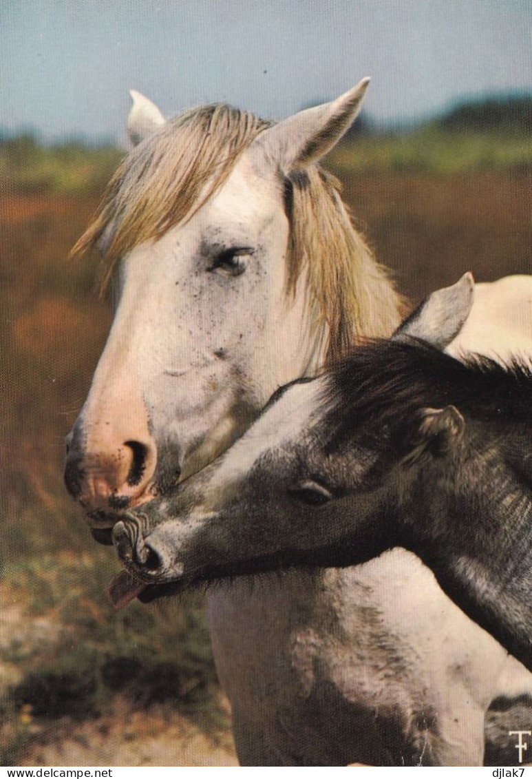 Jument Camargue Et Son Poulain - Paarden