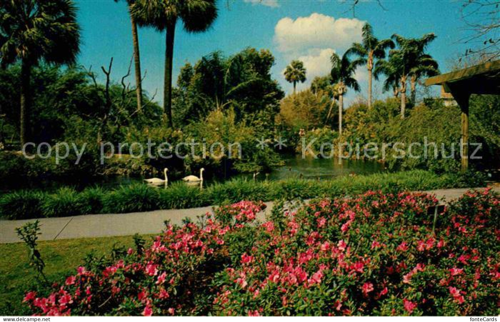 72630117 Tampa_Florida Busch-Gardens - Altri & Non Classificati