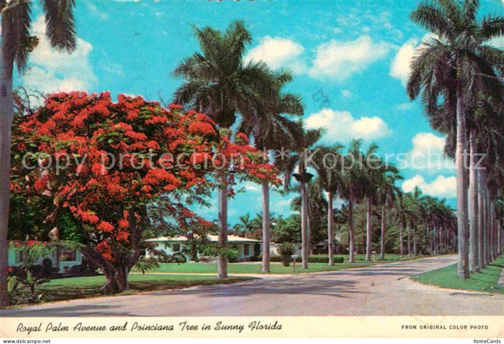 72622693 Miami_Florida Royal Palm Avenue And Poinciana Tree  - Other & Unclassified