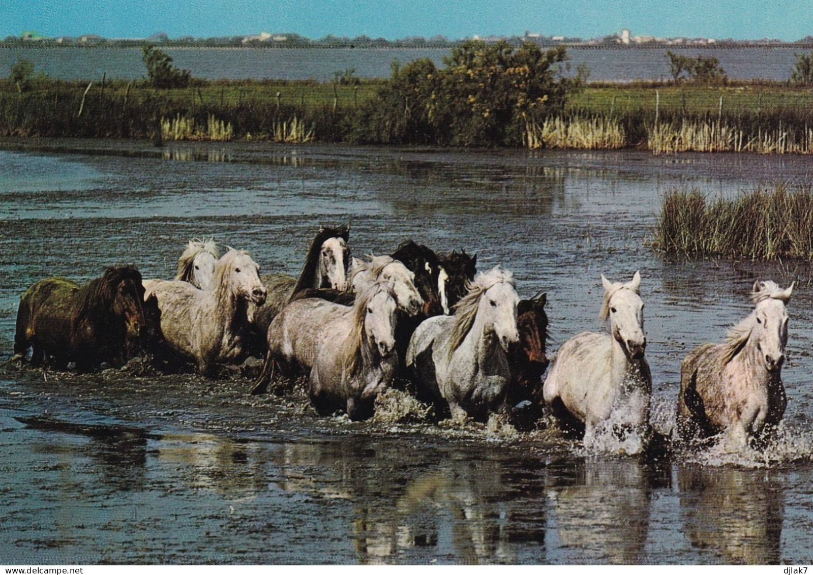 En Camargue Manade De Chevaux Camarguais Traversant Les Marais - Chevaux