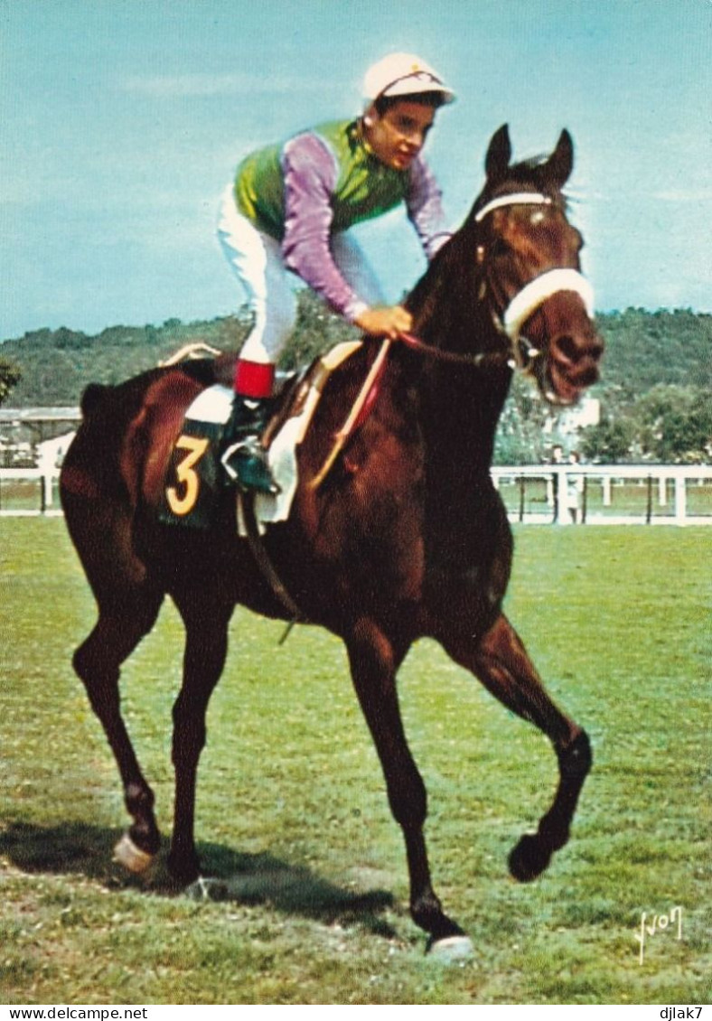 Sur Les Champs De Course Avec Cheval - Pferde