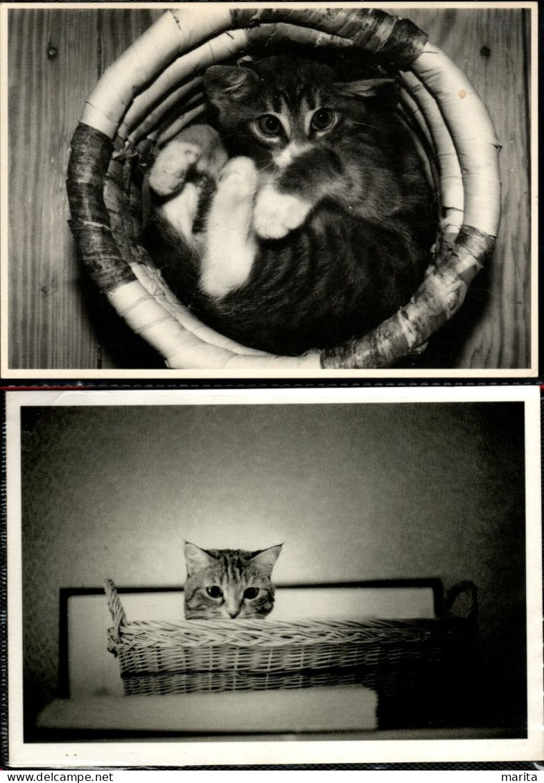 2 Cartes : Chat -cat  -katze - Poes In Mand - Katzen