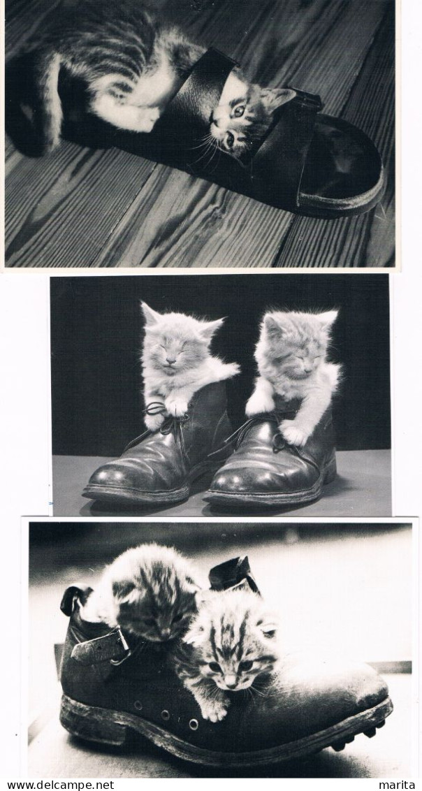 3 Cartes : Chat - Cat, Kitten - Katze-   Poezen In Schoenen - Cats
