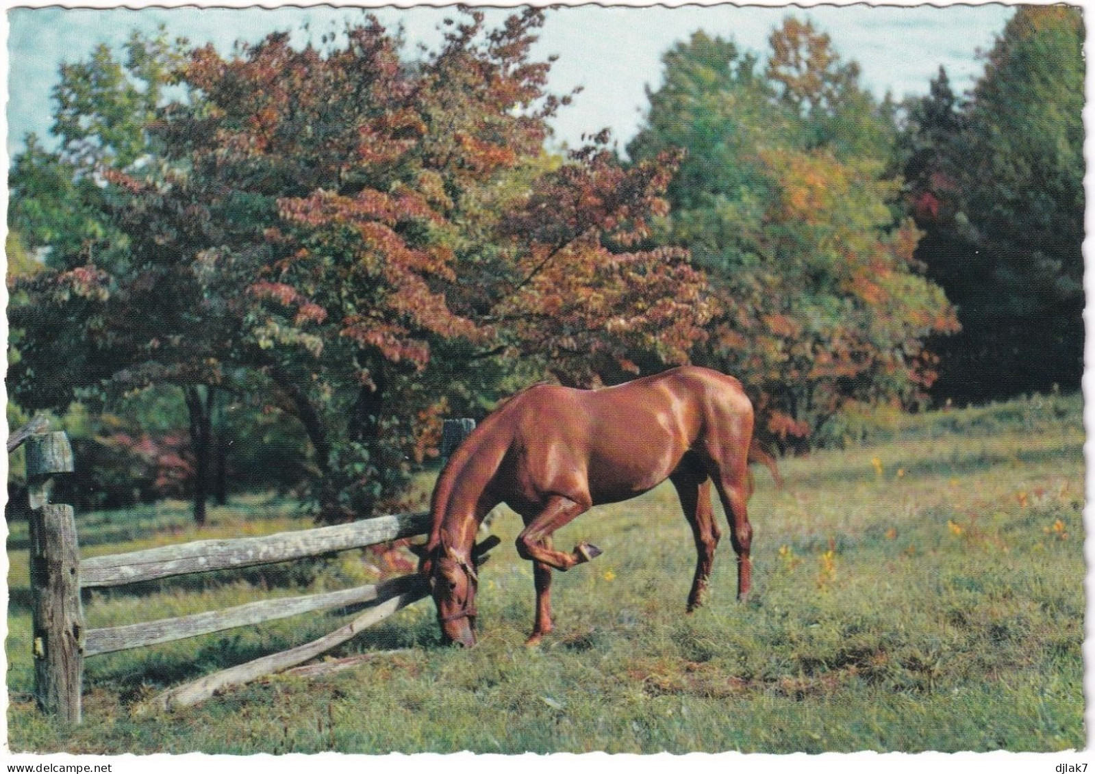 Un Cheval - Chevaux