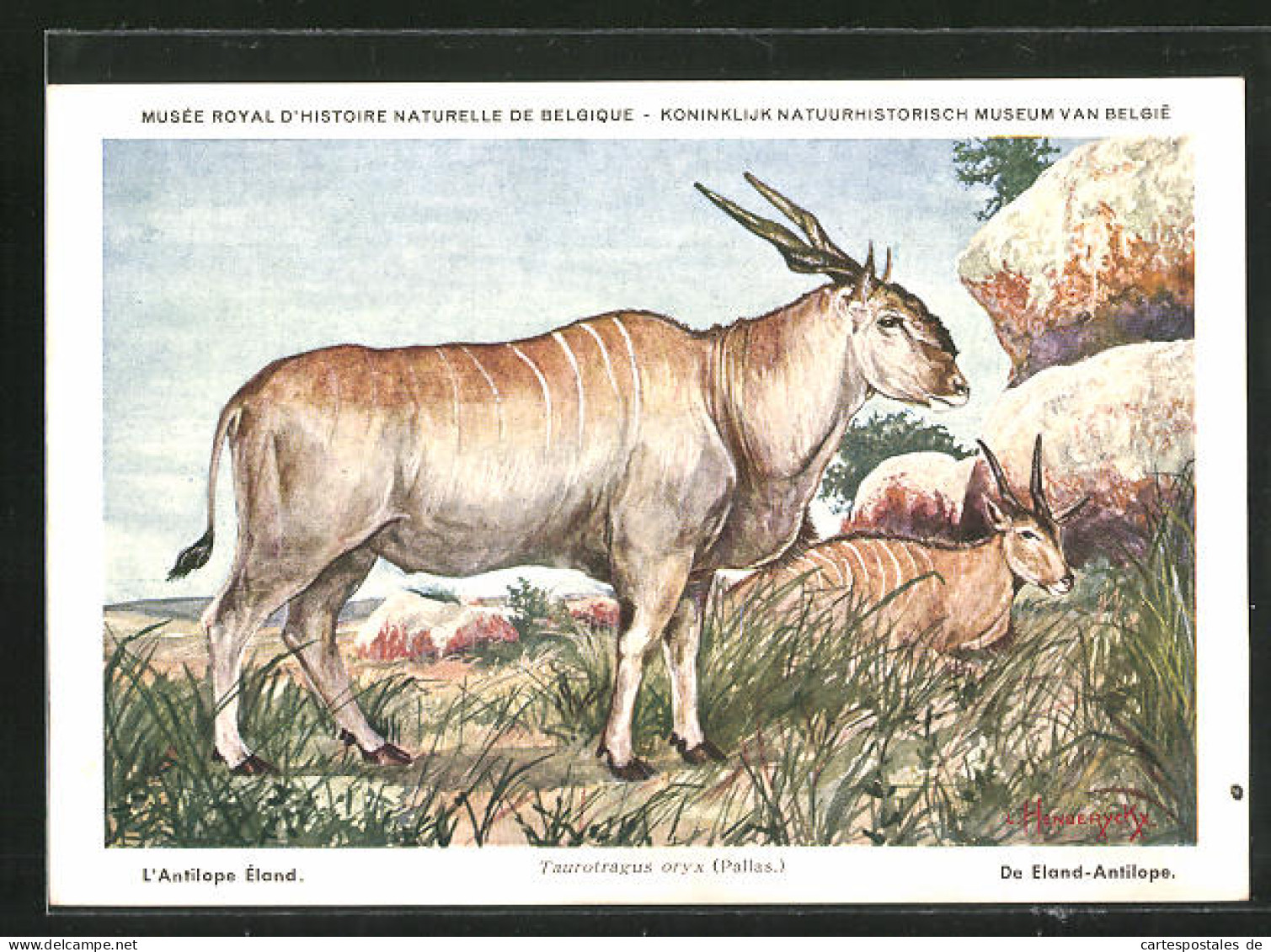 Künstler-AK Taurotragus Oryx, Elenantilopen Ruhen An Einem Felsen  - Other & Unclassified