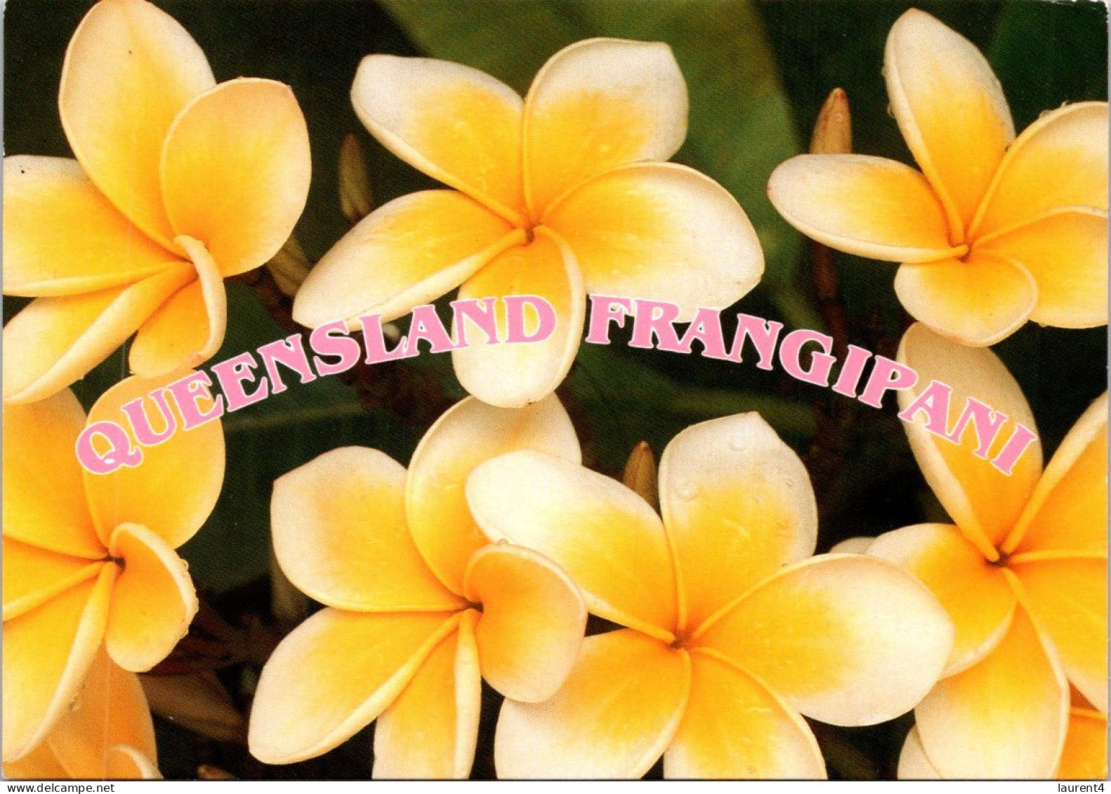 13-5-2024 (5 Z 1) Australia - QLD - Frangipani Flowers (posted 1989 With Childrens Stamp) - Bloemen