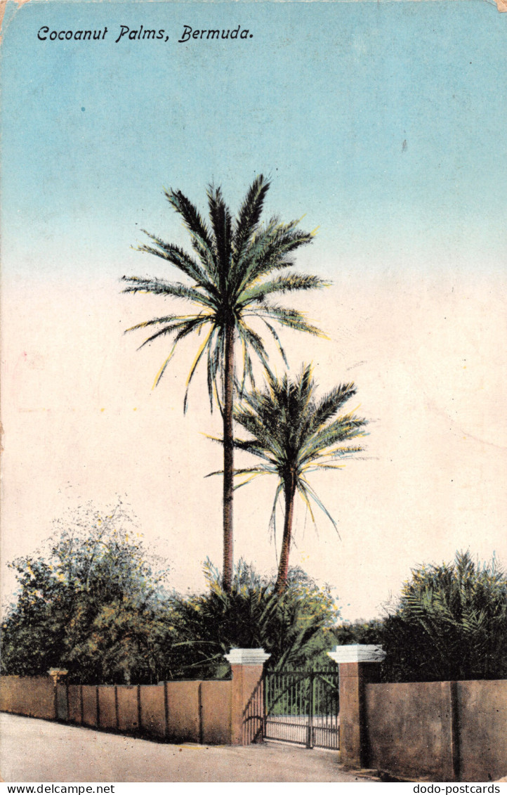 R299821 Bermuda. Coconut Palms. Yankee Store And Bermuda Drug. No. 4 - Wereld