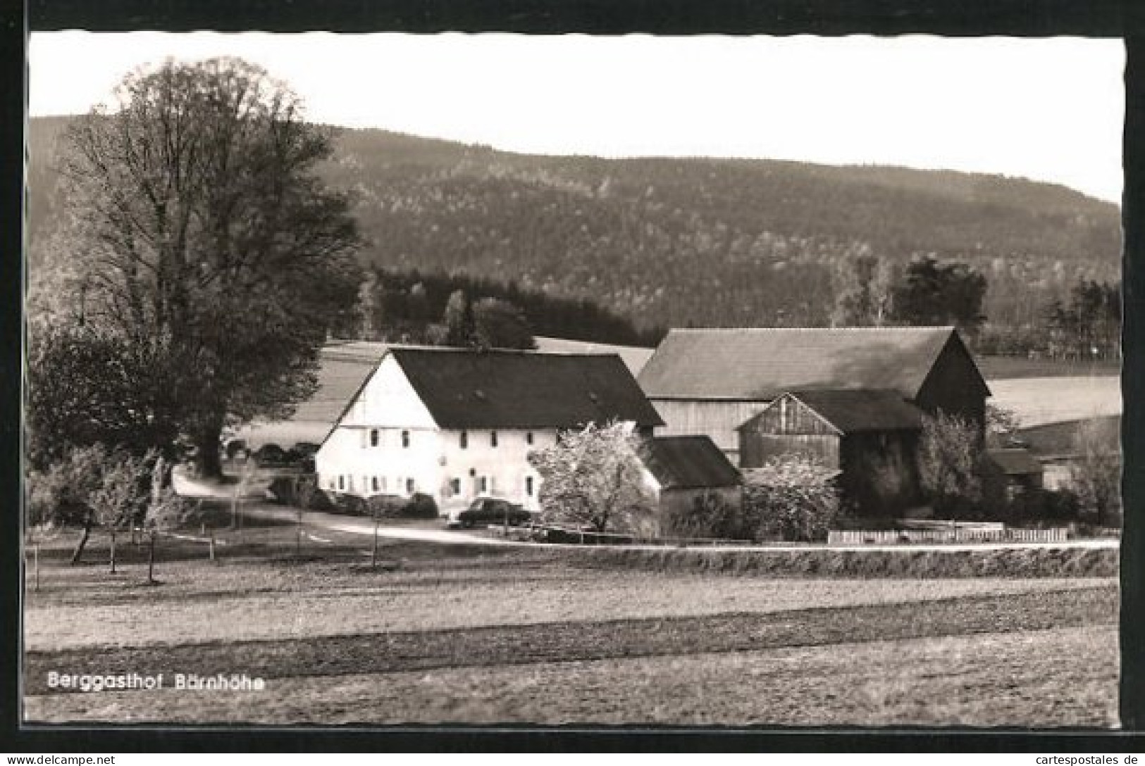 AK Friedenfels, Berggasthof Bärnhöhe  - Autres & Non Classés