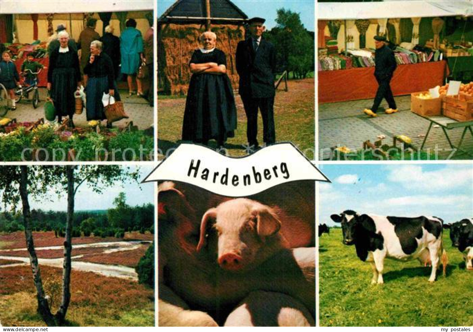 72868318 Hardenberg Niederlande Landschaftspanorama Markt Bauern Kuehe Schwein H - Altri & Non Classificati