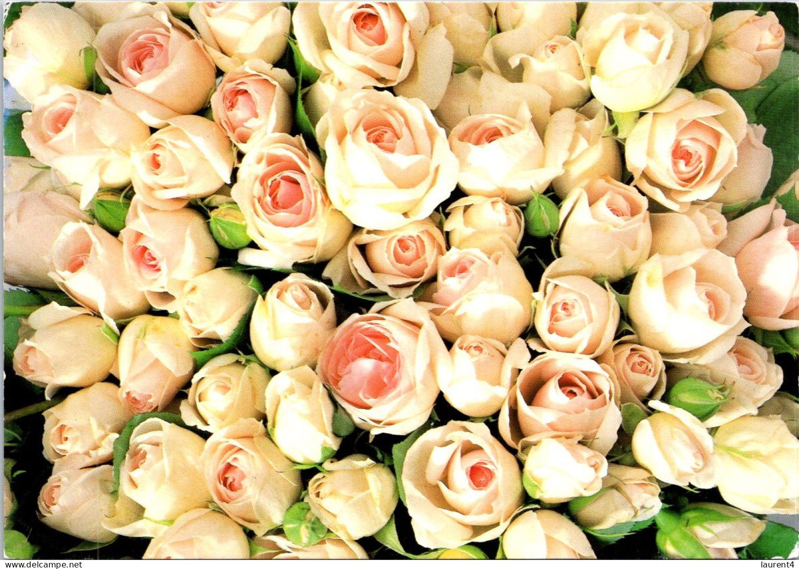 13-5-2024 (5 Z 3) Roses Flowers - Bloemen