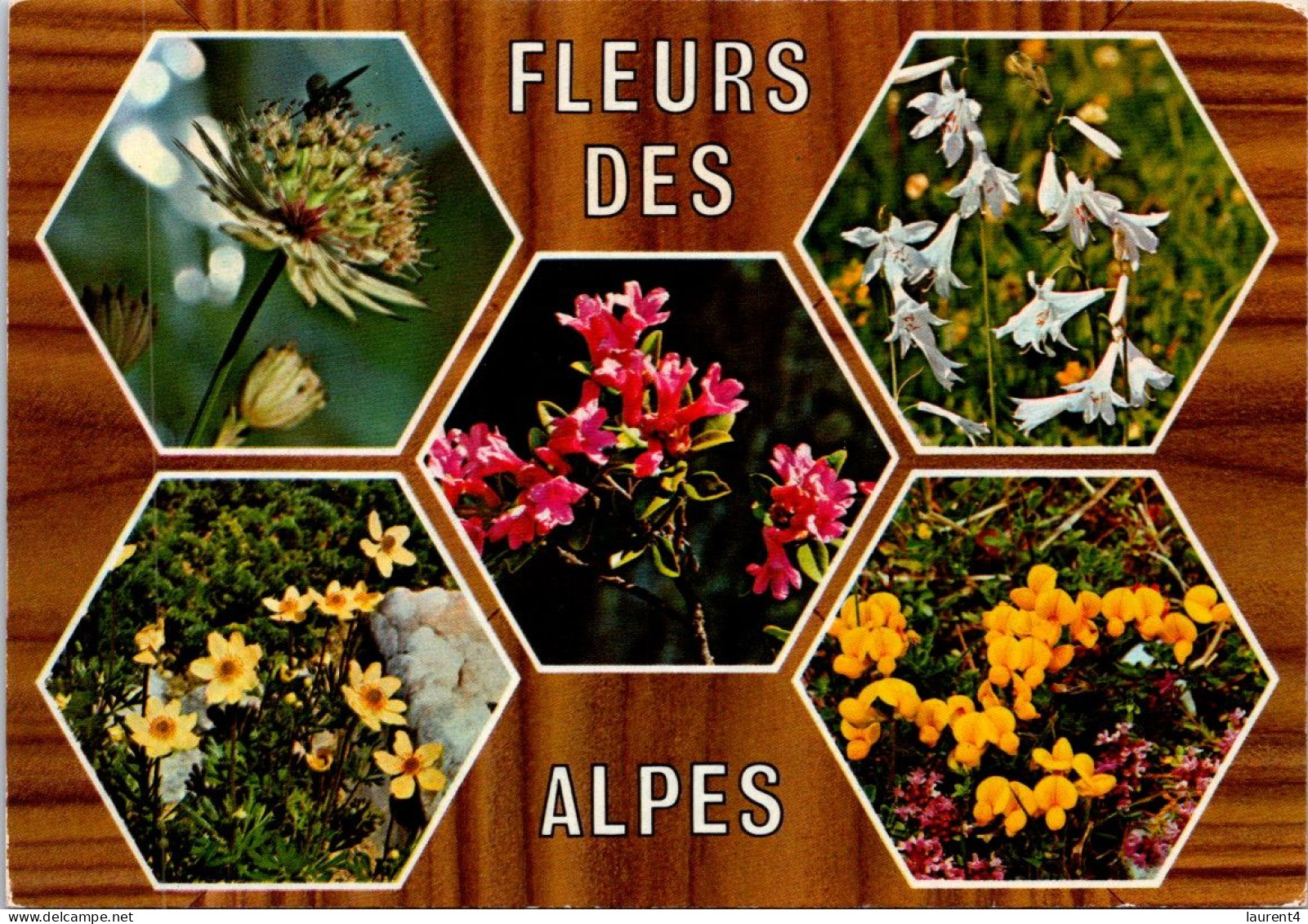 13-5-2024 (5 Z 3) Alps Mountains Flowers / Fleurs Des Alpes  (posted 1960's) - Fleurs