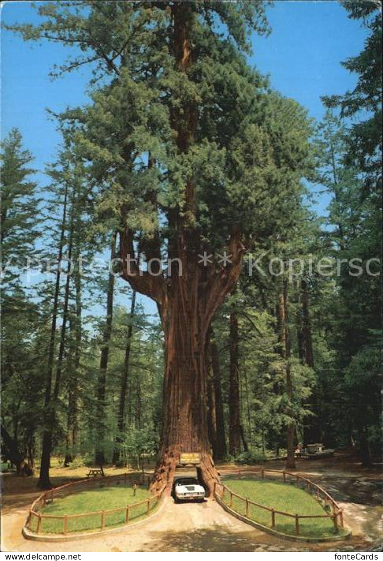 72582862 San_Francisco_California Chandelier Drive Thru Tree - Sonstige & Ohne Zuordnung