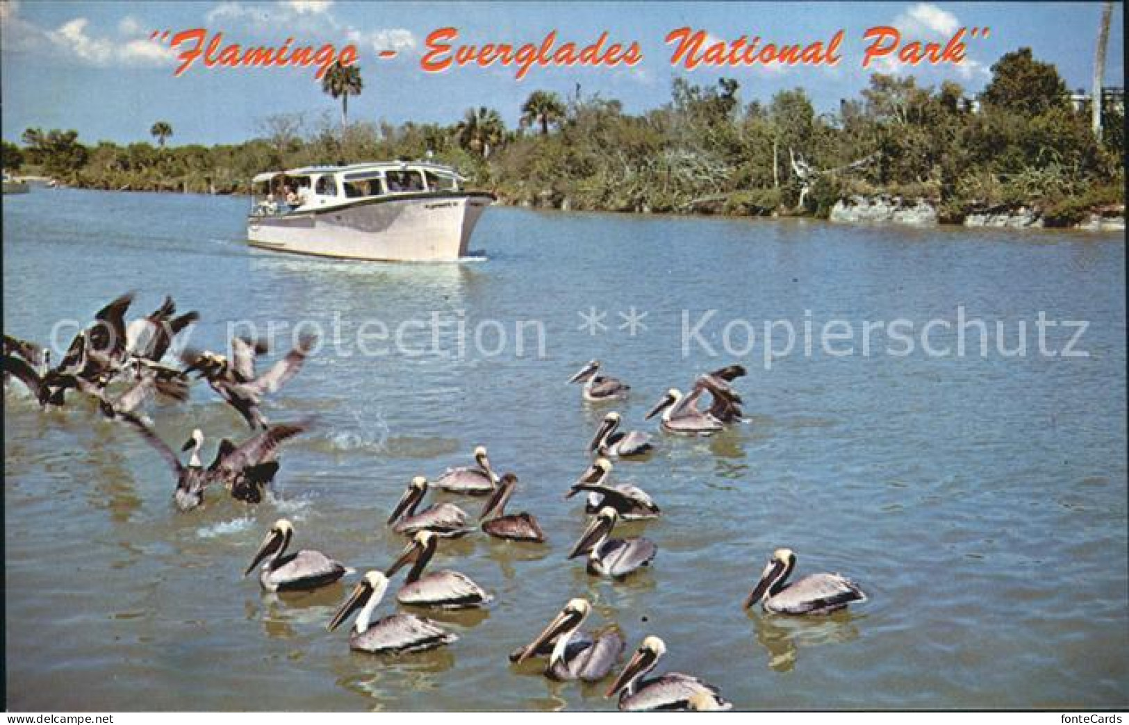 72582204 Florida_US-State Flamingo Everglades National-Park - Altri & Non Classificati