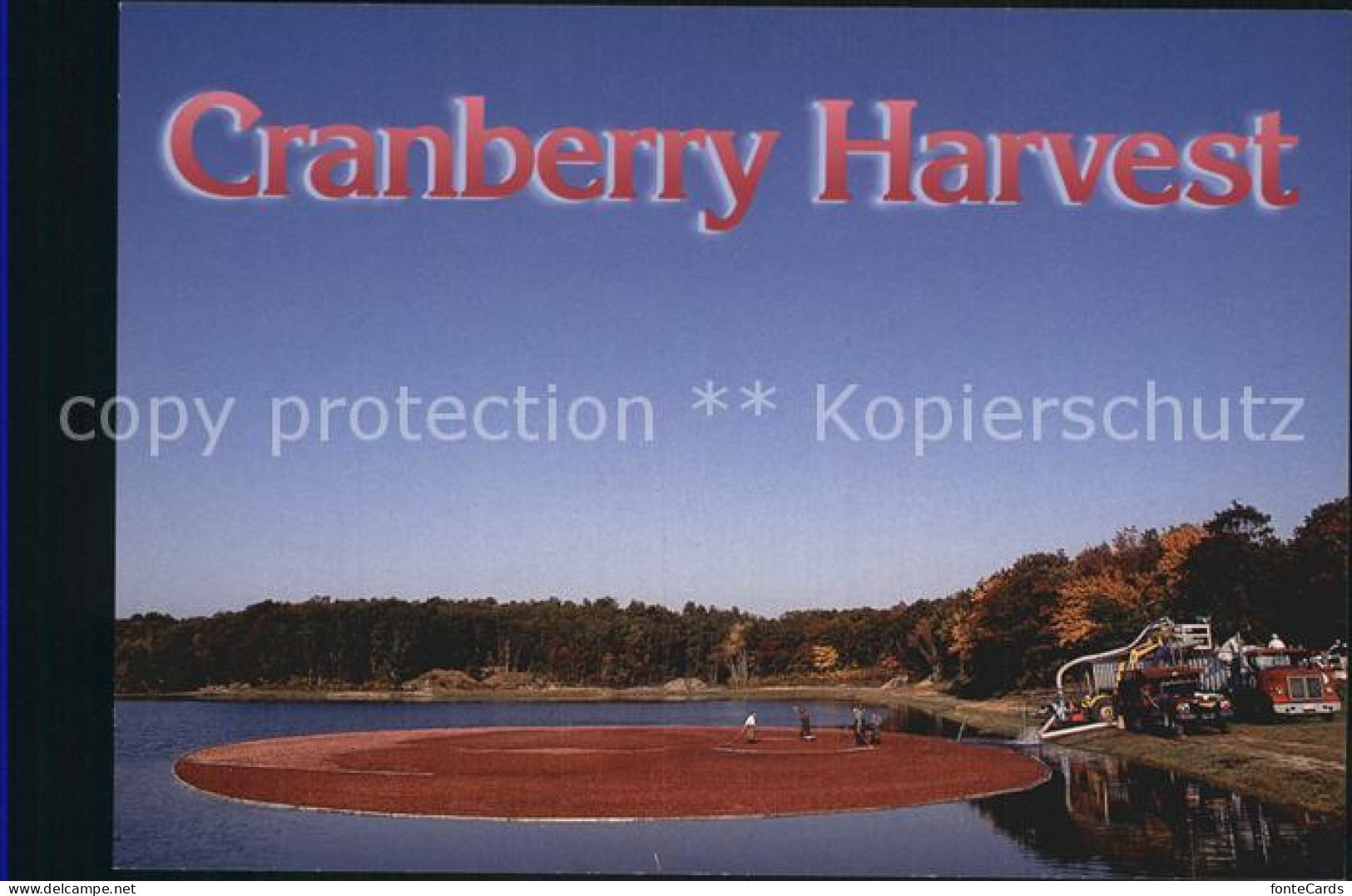 72555737 Cape Cod Mass. Cranberry Harvest Cape Cod Mass. - Autres & Non Classés