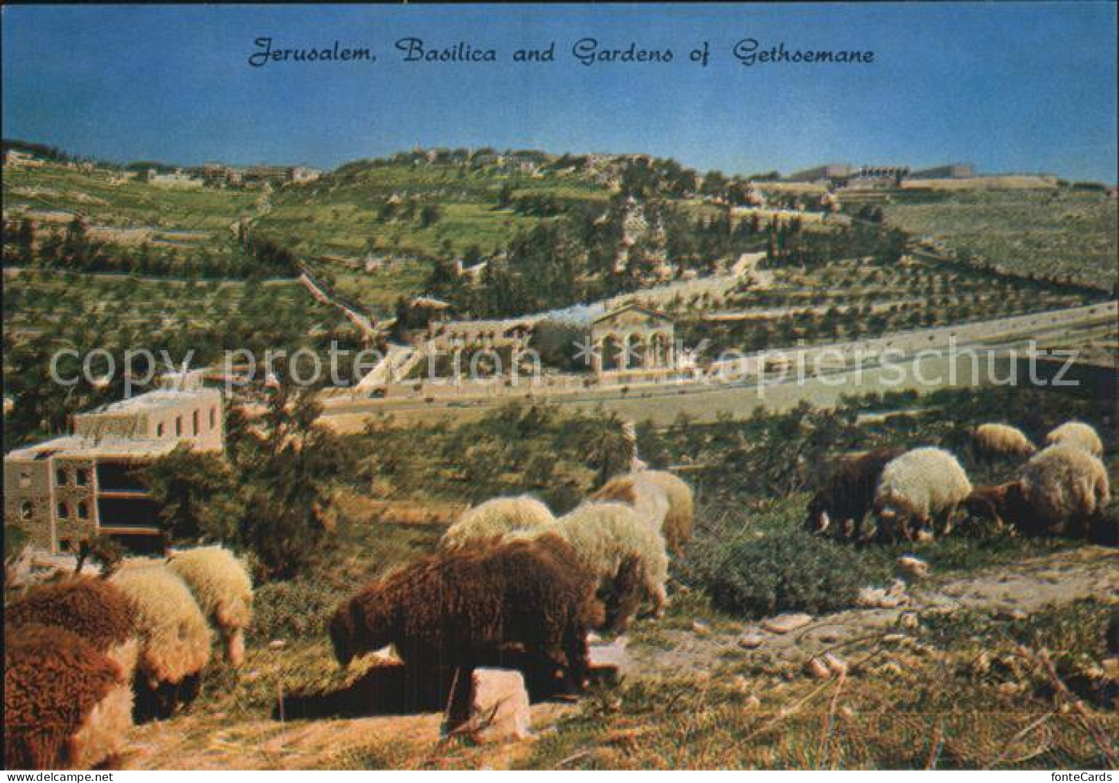 72531541 Jerusalem Yerushalayim Basilica And Gardens Of Gethsemane  - Israel