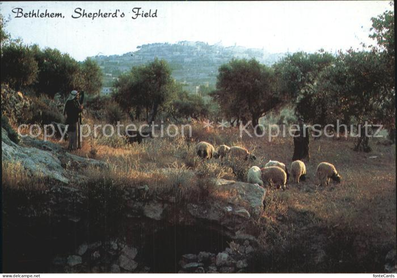 72531531 Bethlehem Yerushalayim Shepherds Field  - Israel