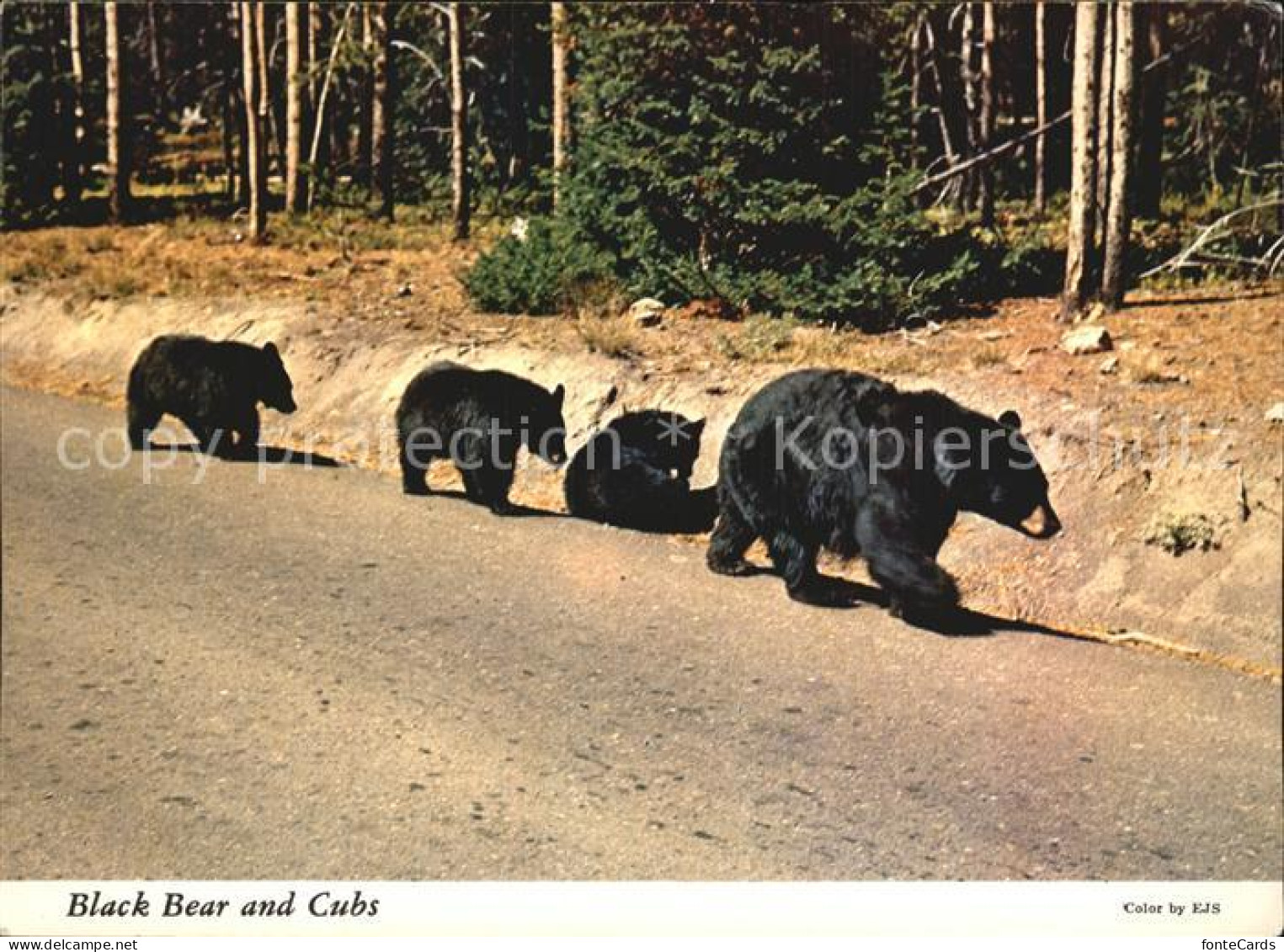 72529743 Yellowstone_National_Park Black Bear And Cubs - Autres & Non Classés