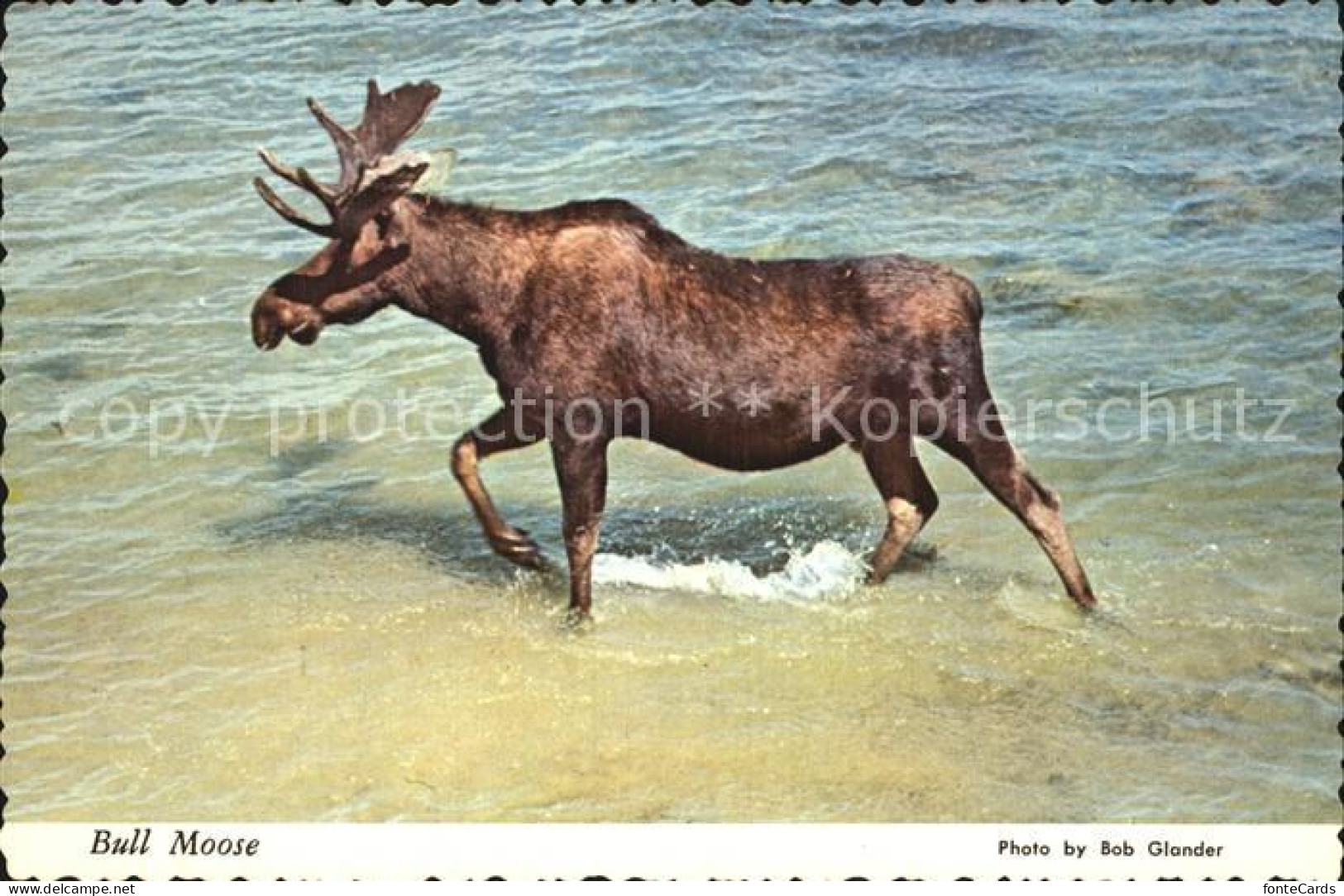 72528645 Utah_US-State Bull Moose - Otros & Sin Clasificación