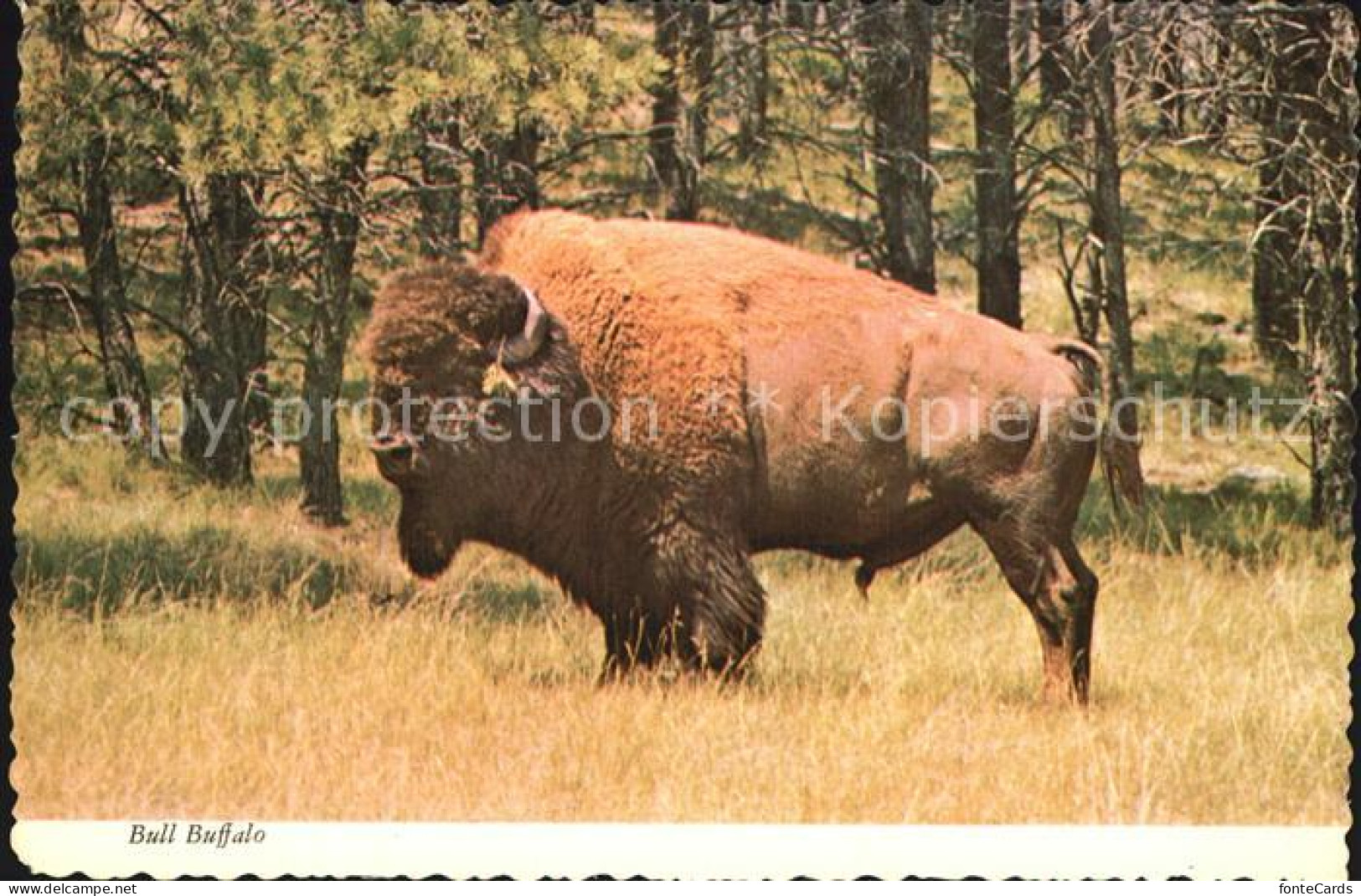 72528641 Salt_Lake_City Bull Buffalo - Andere & Zonder Classificatie