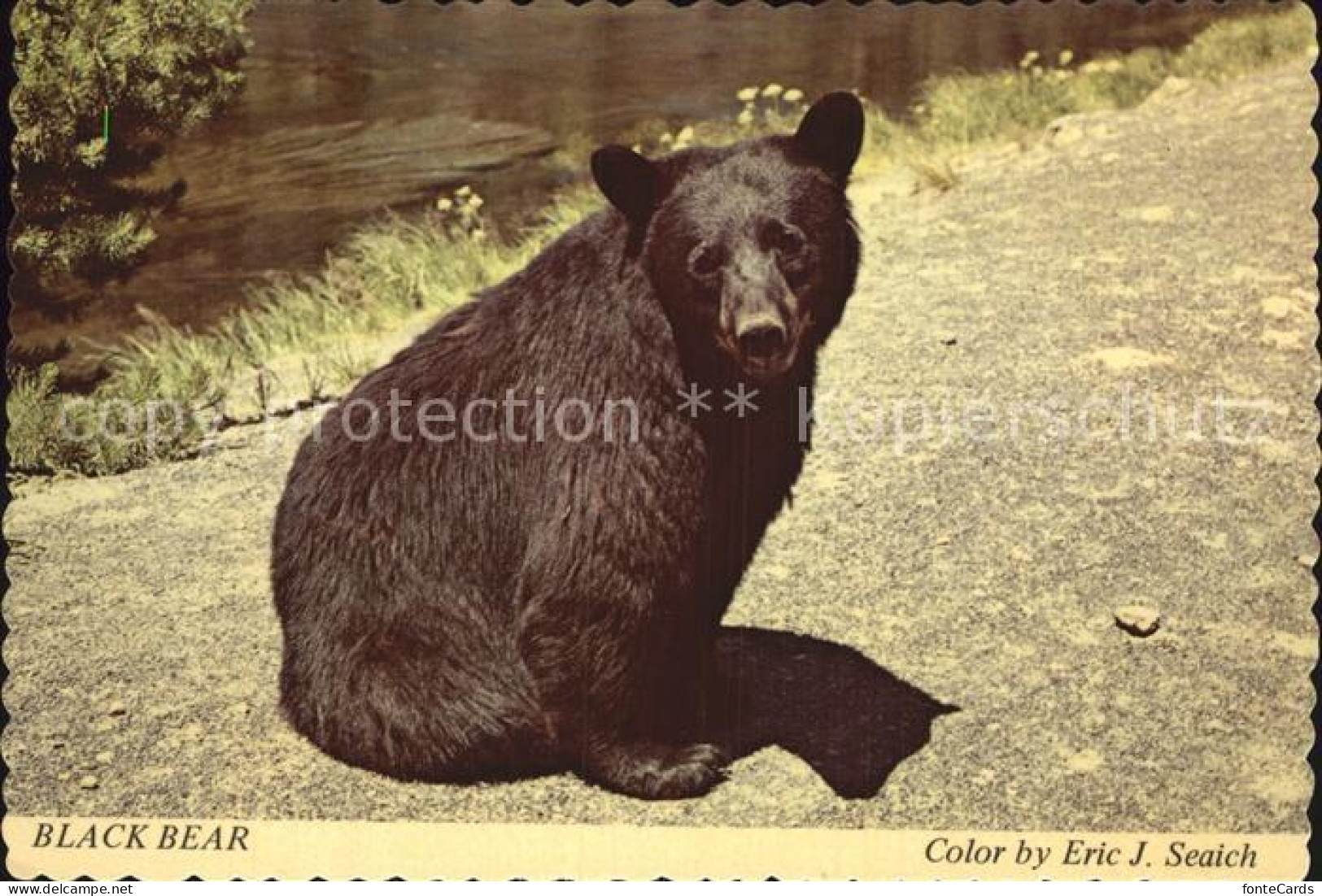 72528639 Yellowstone_National_Park Wistful Bear - Sonstige & Ohne Zuordnung