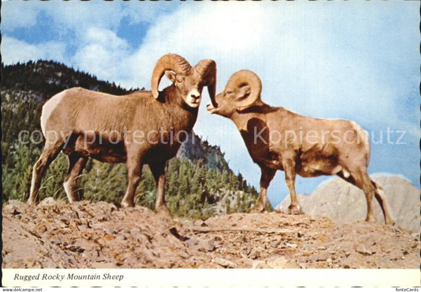 72528638 Rocky Mountain National Park Colorado Rugged Sheep Rocky Mountain - Autres & Non Classés