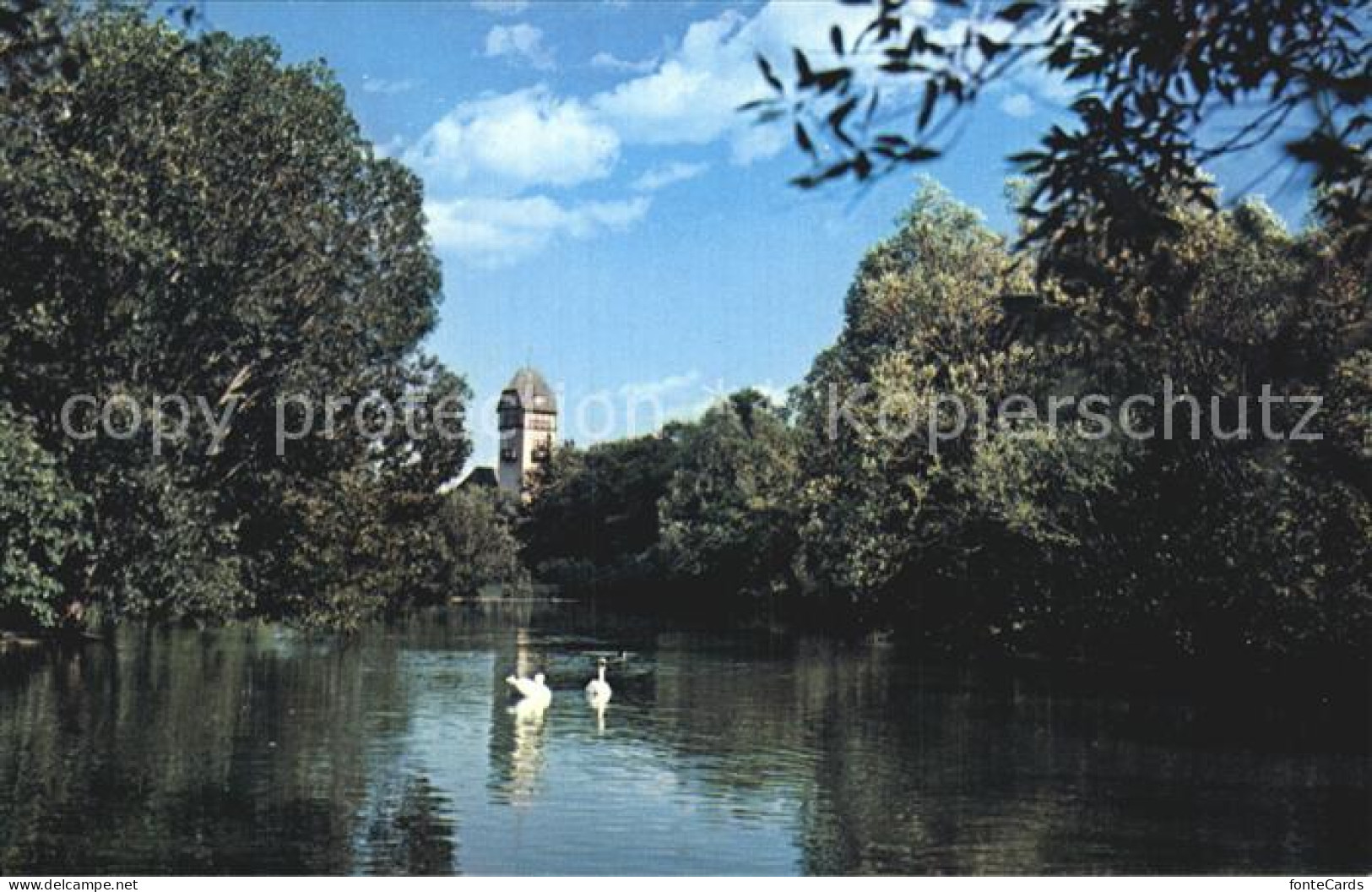 72519963 Winnipeg Swans Assiniboine Park Winnipeg - Non Classés