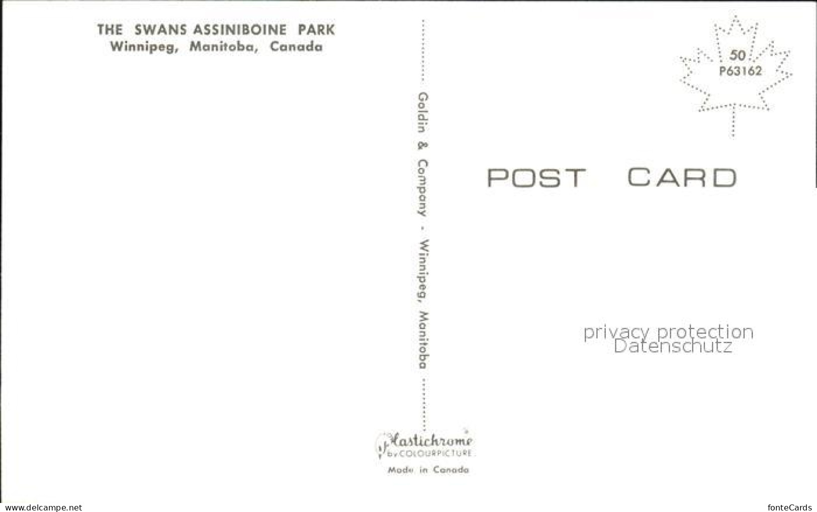 72519963 Winnipeg Swans Assiniboine Park Winnipeg - Unclassified