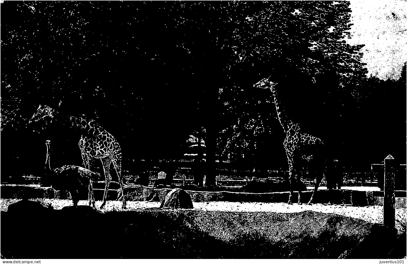 CPA Parc Zoologique Du Bois De Vincennes-Les Girafes Sur Leur Plateau-Timbre     L2907 - Other & Unclassified
