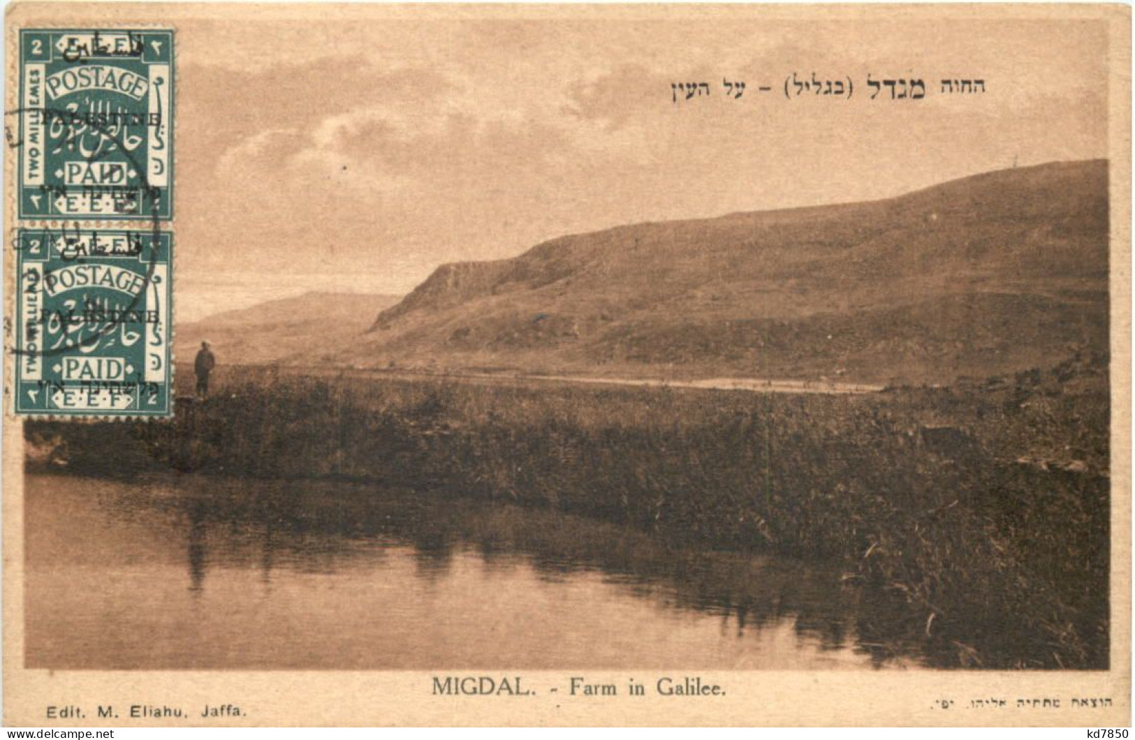 Migdal - Farm In Galilee - Palestine