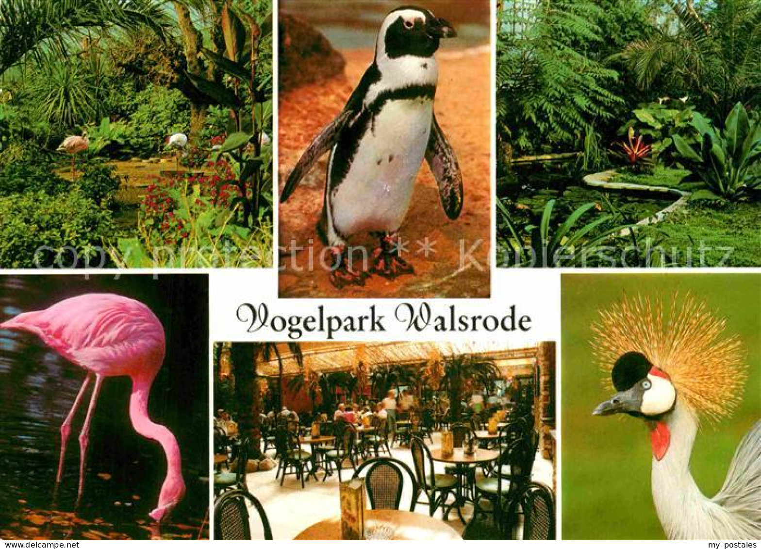 72854795 Walsrode Lueneburger Heide Vogelpark Walsrode - Walsrode