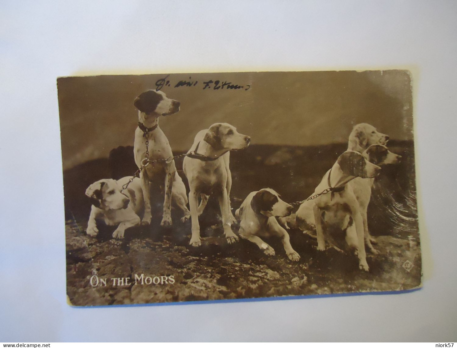 UNITED KINGDOM    POSTCARDS  ON THE MOORS    DOGS FAMILY  1920 - Hunde