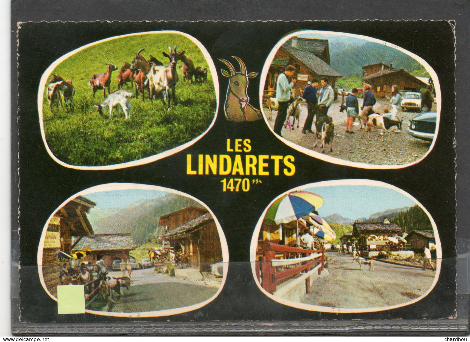 LES LINDARETS // Lot 4 // Chèvres - Sonstige & Ohne Zuordnung