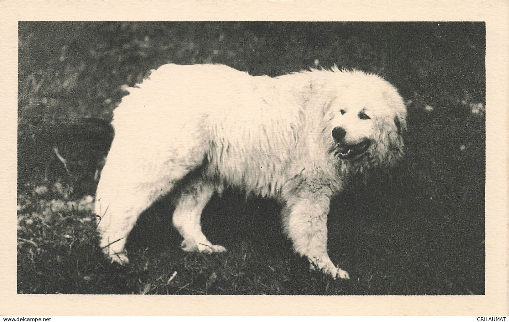 TH-ANIMAUX CHIEN DE MONTAGNE BERGONS DE SOUM-N°T5283-C/0131 - Honden