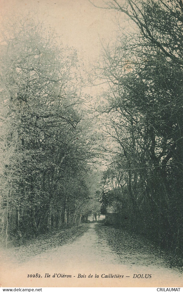 17-ILE D OLERON BOIS DE LA CAILLETIERE-N°T5284-G/0241 - Ile D'Oléron