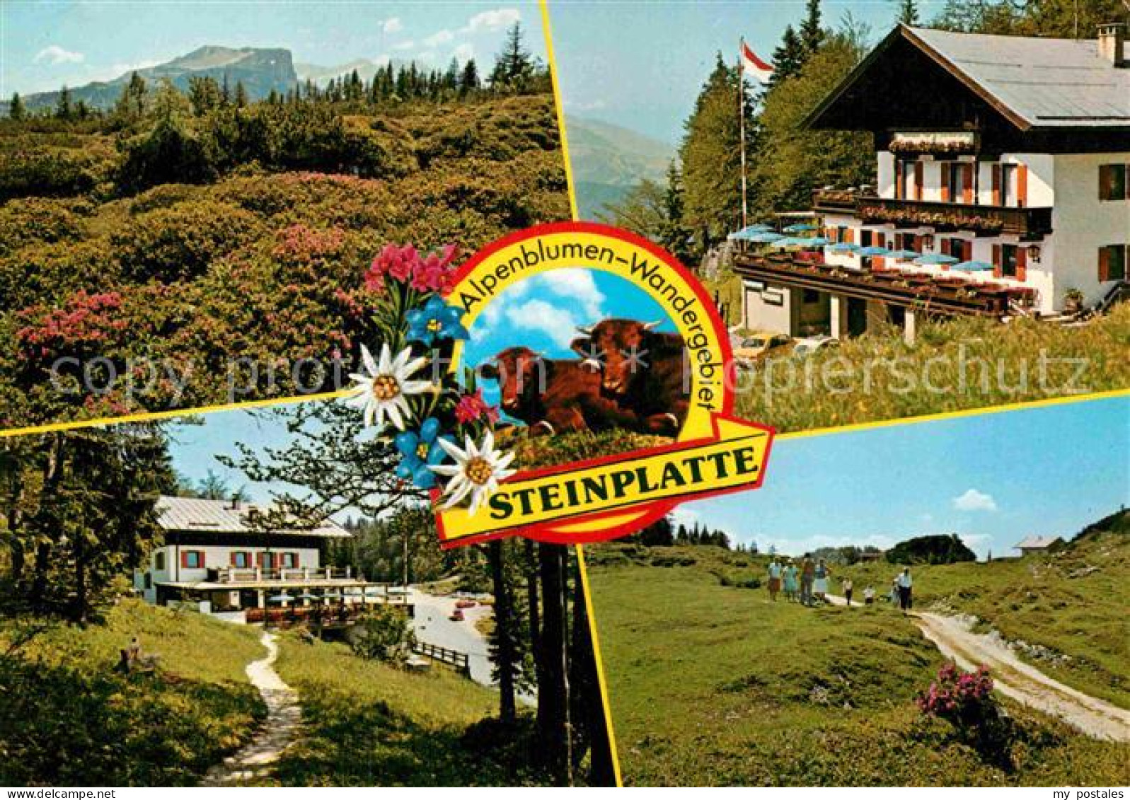 72849656 Waidring Tirol Alpenblumen Wandergebiet Steinplatte Alpengasthof Waidri - Other & Unclassified