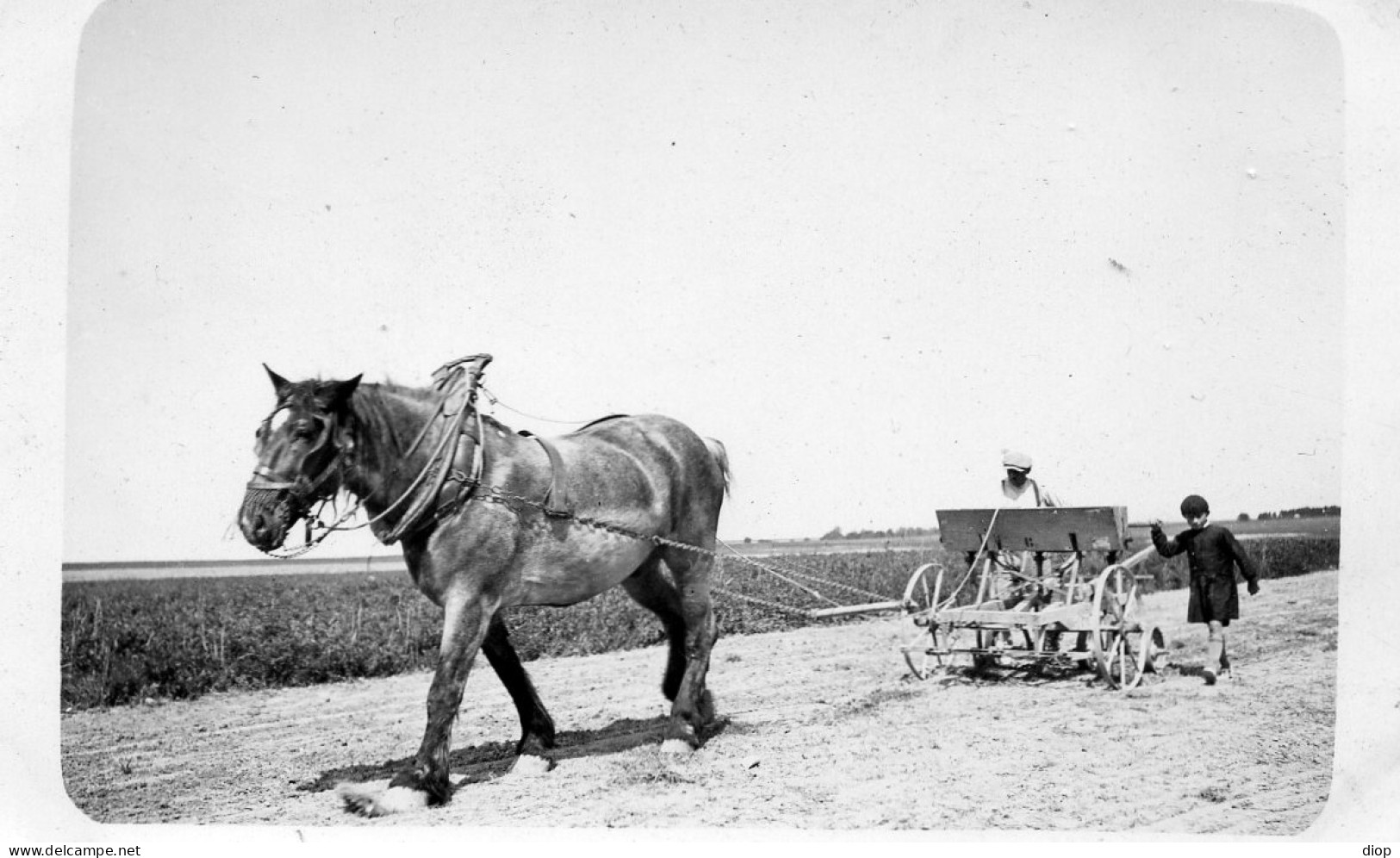 Photo Vintage Paris Snap Shop - Cheval Horsesemer Semoir - Beroepen