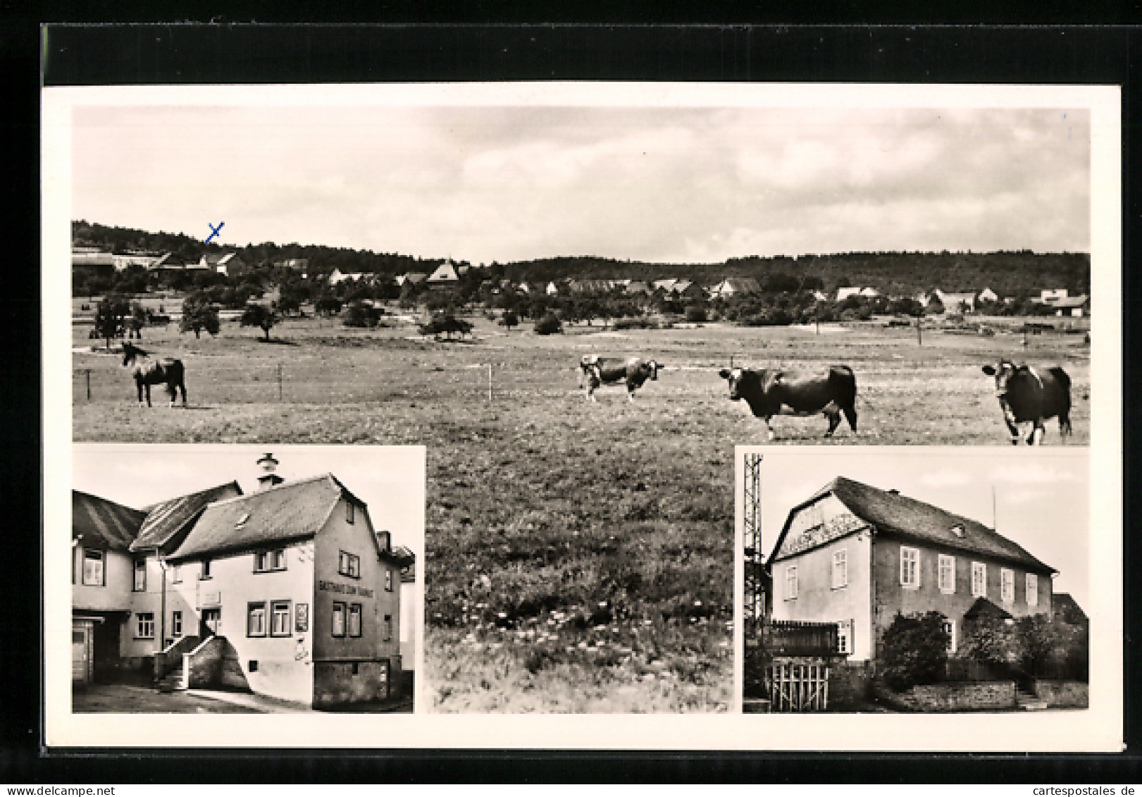 AK Rod Am Berg /Ts., Gasthaus Zum Taunus / Jugendheim, Ortspanorama Mit Kühen  - Taunus