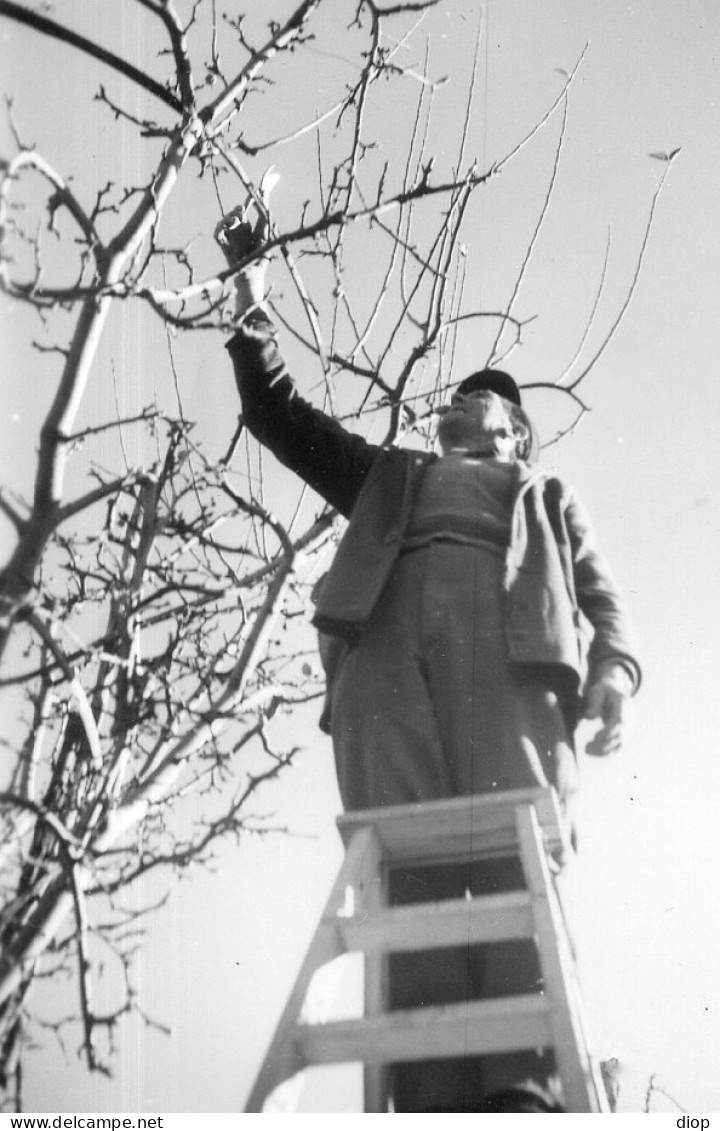 Photo Vintage Paris Snap Shop - Homme Men Echelle Arbre Tree - Métiers